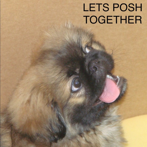 Meet your Posher, Ron - Picture 1 of 3